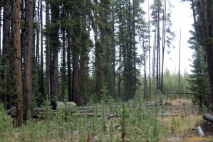 Bull Elk, Yellowstone