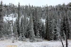 Snow at Yellowstone