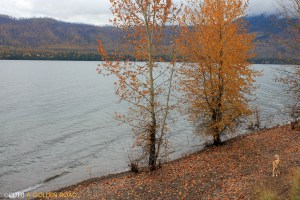 Lake McDonald, Glacier