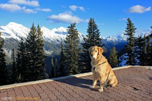 Top of Banff Gondola, Sulphur Mt.