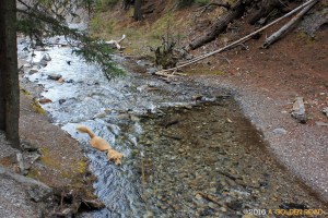 Swimming in 37 degrees