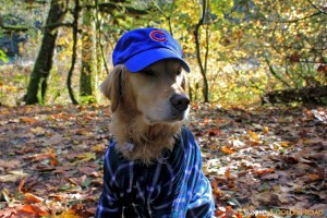 Go Cubs