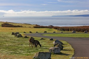 Deer at Fort Casey